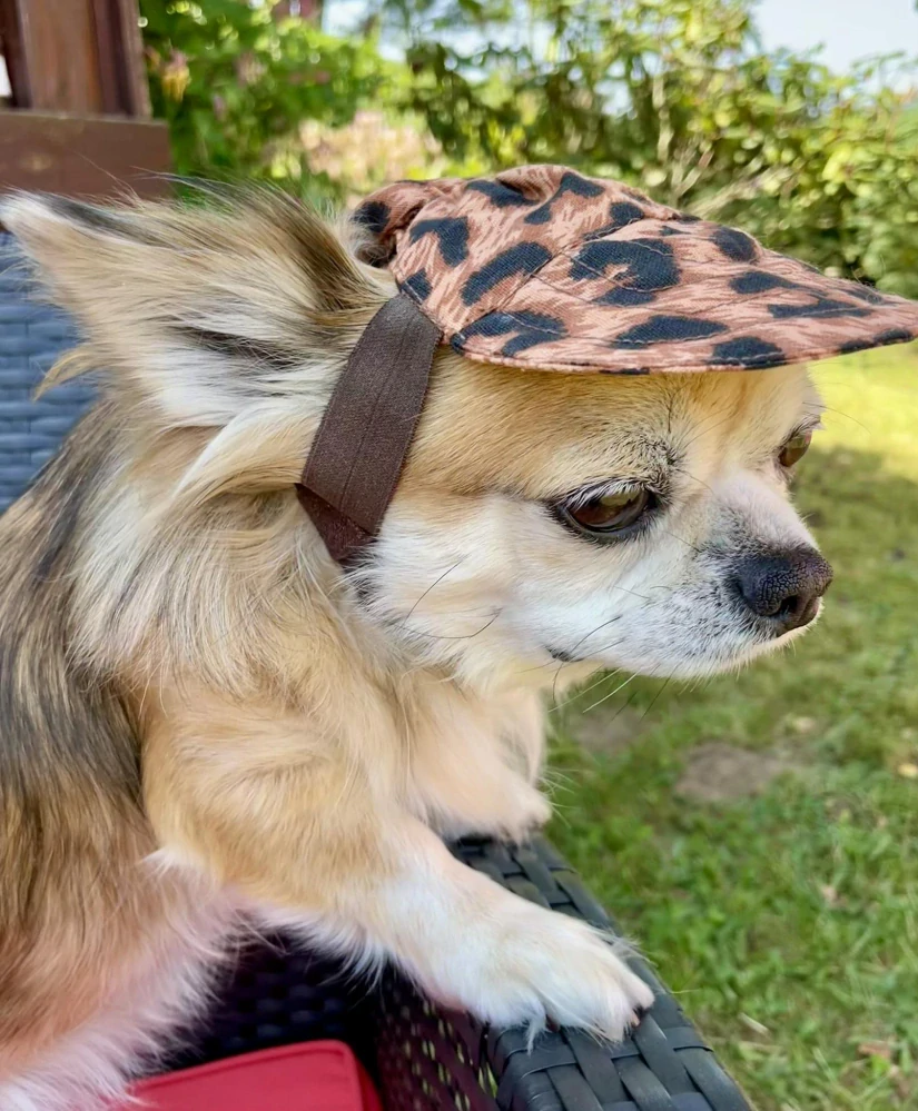 Kšiltovka pro psa hnědá