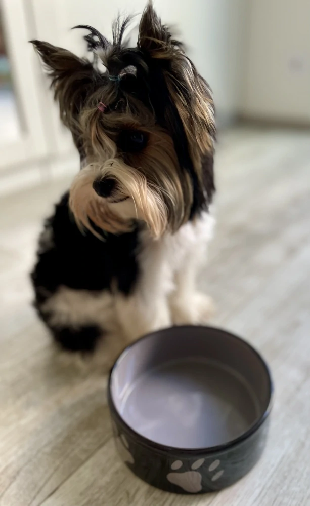 Keramická miska pro psa - Keramická miska - hnědá/tmavě šedá, tlapky 0,8 l/ ø 16 cm