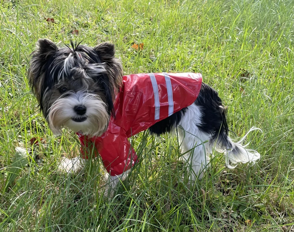 Červená pláštěnka pro psa