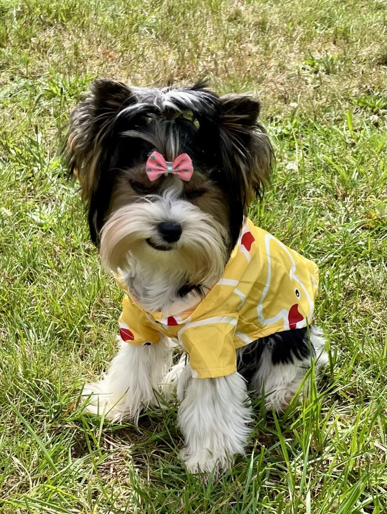 Žlutá bunda do deště pro štěně  20cm