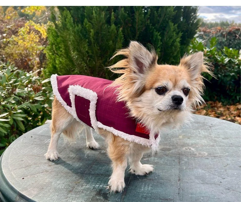 Zimní vesta pro psy tyrkysová s kožíškem 34cm