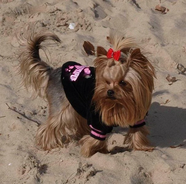 Mikina pro psa dog beautiful 30-34cm