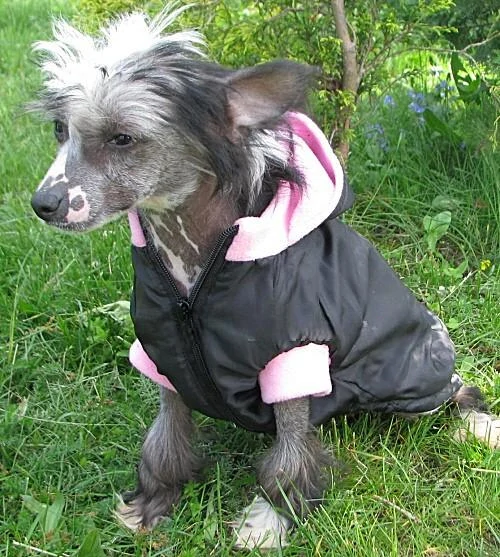 Vesta pro psa 40cm vel. 2L černo modrá