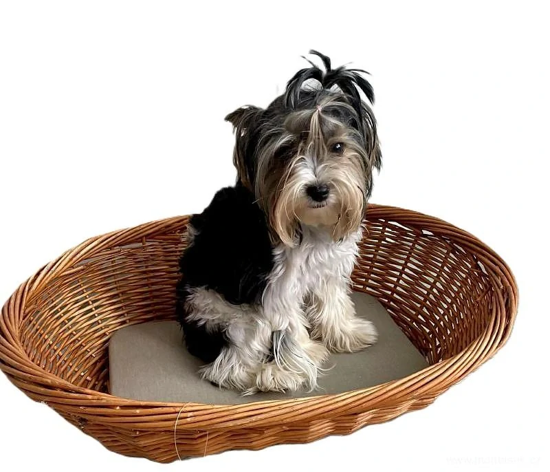 Proutěný pelech pro psy s polštářem 60cm