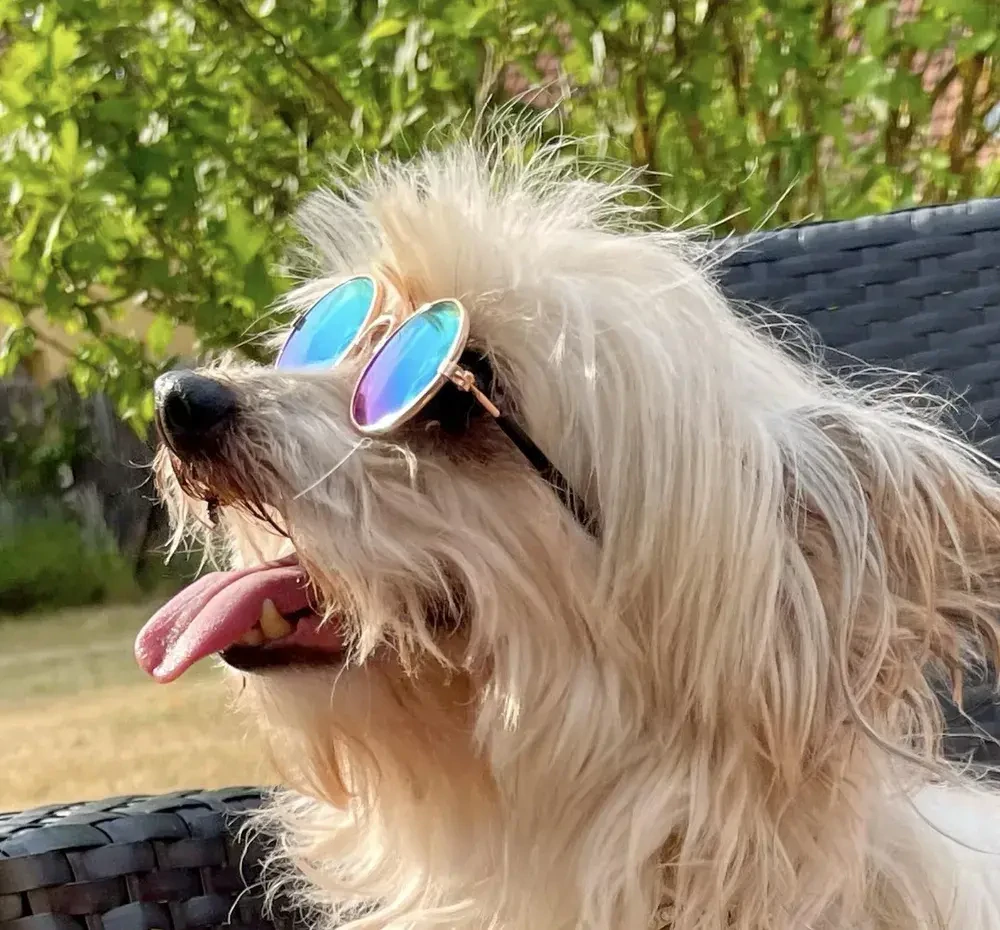 Kovové sluneční brýle pro psa černá