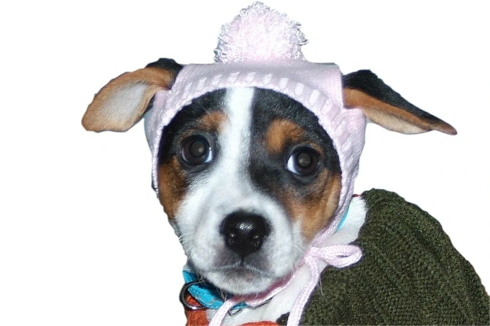 Růžová zimní čepice pro psa