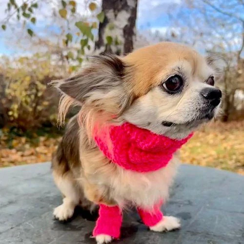 Šála, čepice v jednom pro psy jako mops, buldoček, buldok