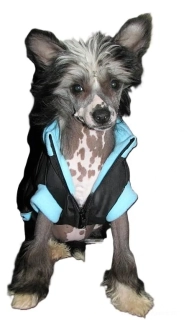 Vesta pro psa 40cm vel. 2L černo modrá