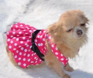 Šaty puntíkované pro fenky 30-34cm růžová