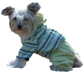 Zimní kombineza pro malého psa zelená 30cm