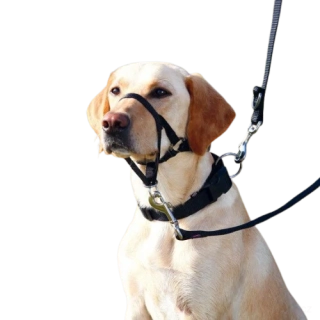 Výcviková ohlávka pro neposlušné psy