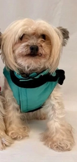 Zimní vesta pro psy se šálou 35-45cm zelená