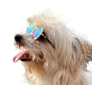 Kovové sluneční brýle pro psa