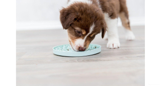Lízací talířek pro štěně, malého psa 15cm
