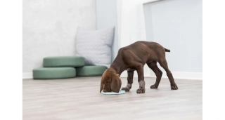 Lízací talířek pro psa, štěně 21cm