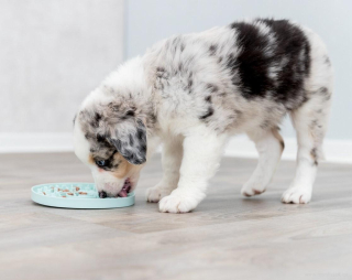 JUNIOR lízací talířek pro štěně, psa