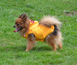 Vesta pro psa 24-29cm žlutá