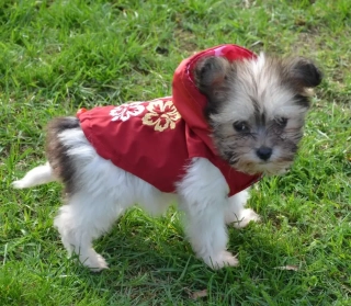 Vesta pro psa 30-38cm