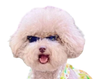 Černé sluneční brýle pro psa, kočku