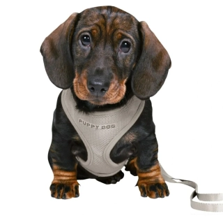 JUNIOR SOFT postroj s vodítkem pro štěňata, šedý