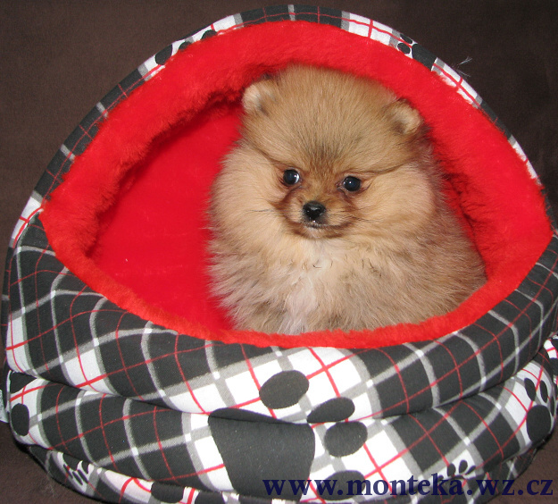 pomeranian